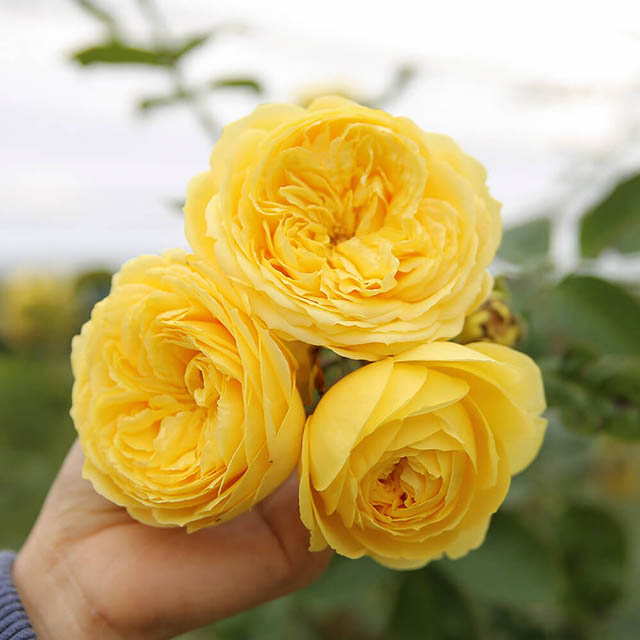 Catalina Rose thường được trồng để cắt cành công nghiệp